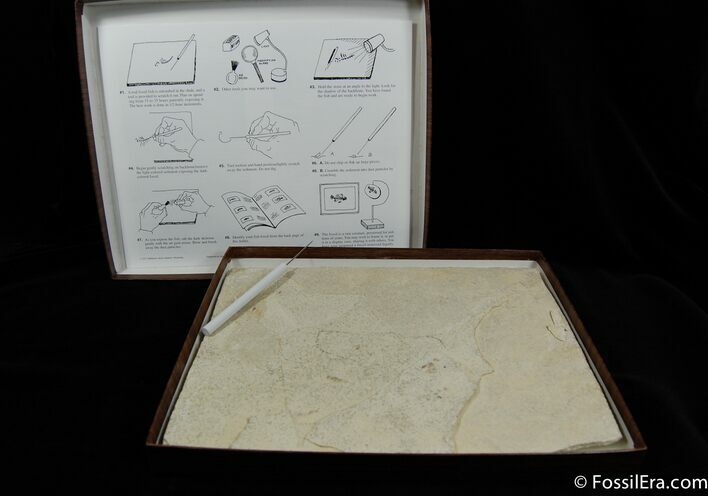 Prepare Your Own Fossil Fish Kit (A Grade) #725